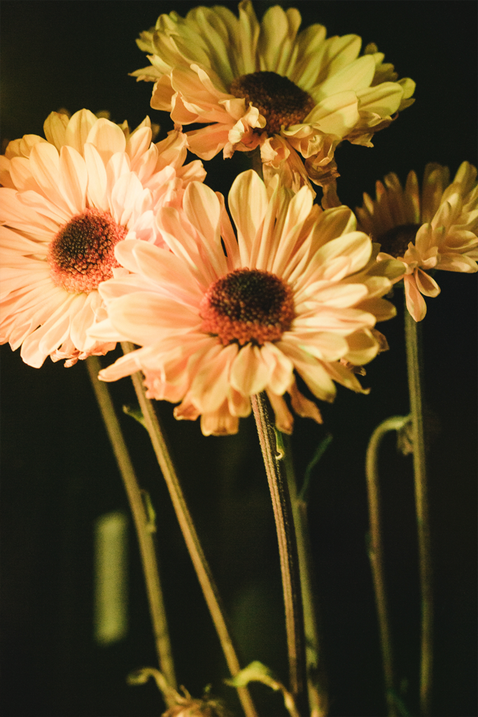 Brand Photography Wellness & Self Care Brands