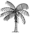 Palm Tree Illustration