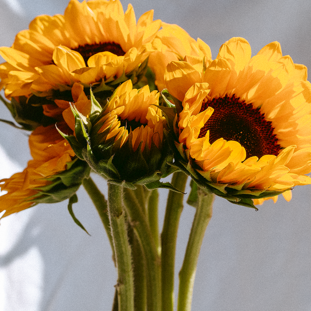 Florist Brand Photograpy