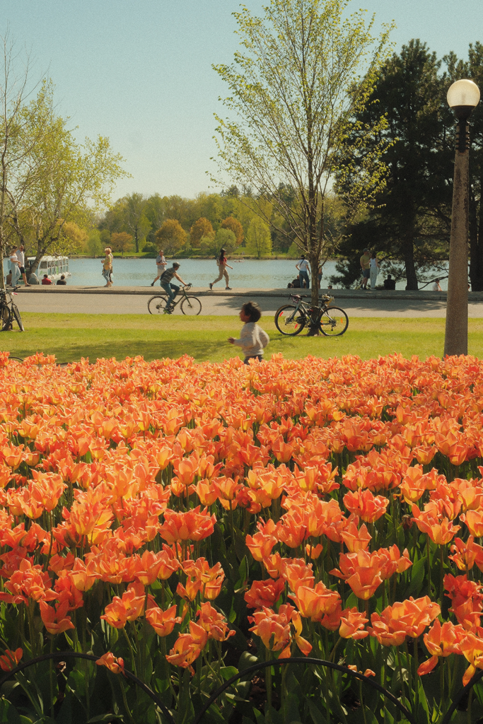 Documentary street photography of everyday life in an Ottawa park with natural lighting