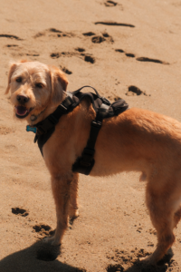 Ottawa Pet Photography
