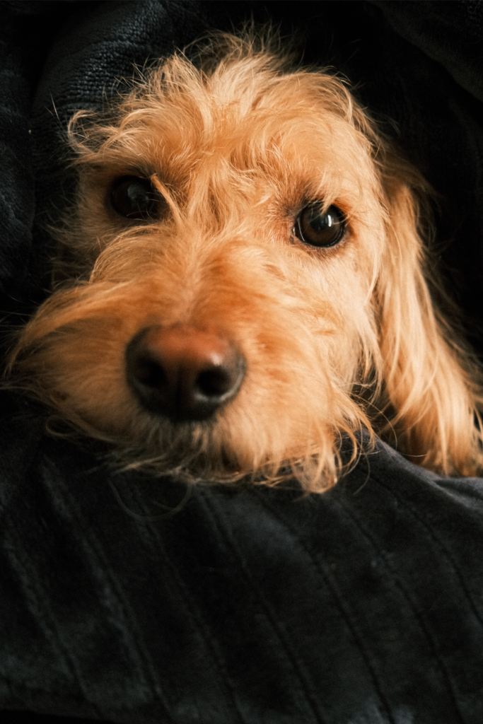Ottawa Lifestyle Pet Photography