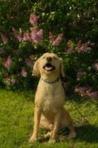 Candid documentary style photo of a dog sitting in front of a blooming lilac bush in Ottawa