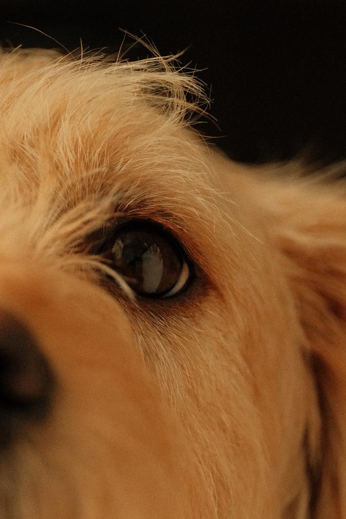 Candid documentary style photo of a dog in Ottawa with a natural film aesthetic