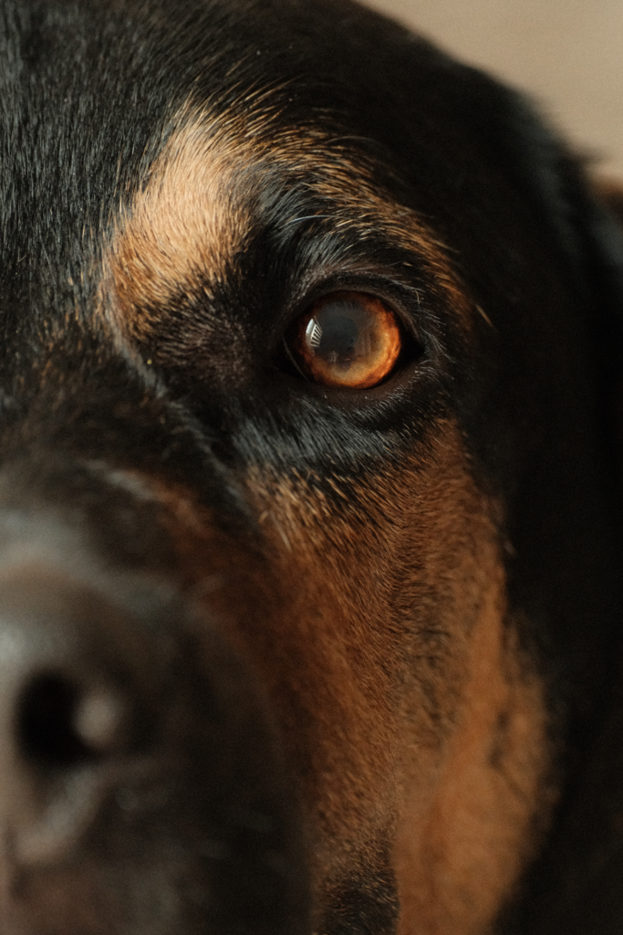 Candid Photography Ottawa Dog Photography Portrait
