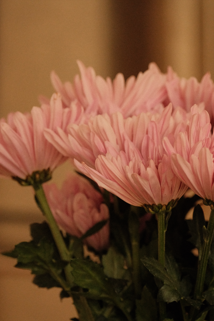Flower Photography Brand Photography in Ottawa