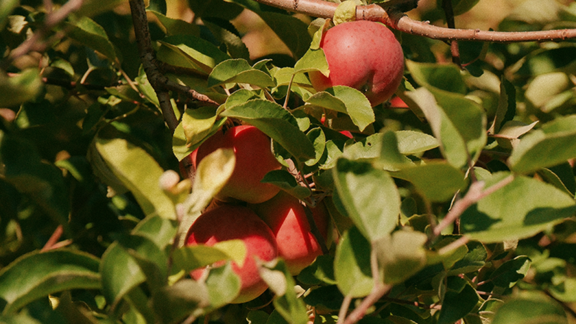 Apples from an apple orchard in ottawa from a portrait lifestyle photography session