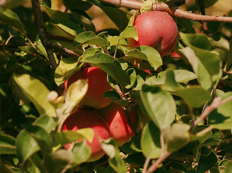 Apples from an apple orchard in ottawa from a portrait lifestyle photography session