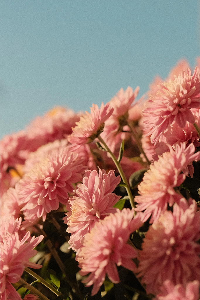 Flowers in Ottawa Lifestyle and Brand Product Photography