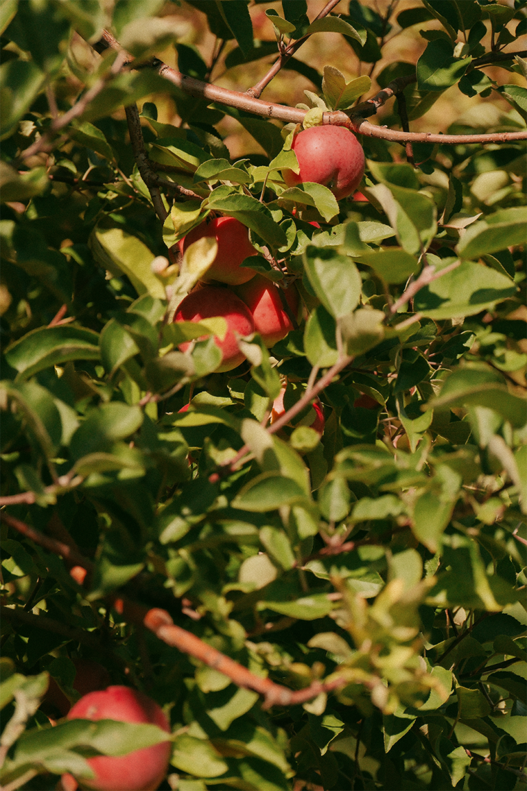 Apples in a tree from an apple orchard photography session in Ottawa